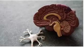 Molecule in brain that boost body's ability to fight alzheimer's  multiple sclerosis  study