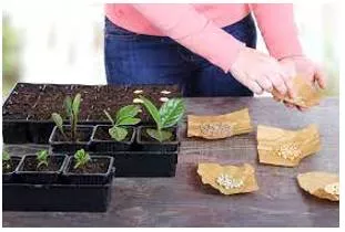 Propagation meaning