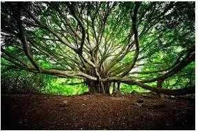 Abundance - A large quantity that is more than enough.