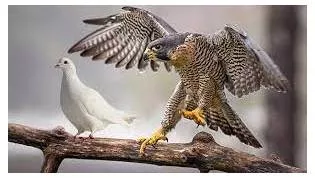 Hawkish meaning