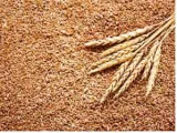 It’s time india lift its ban on wheat exports