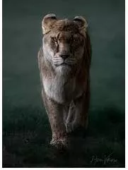 Fierce meaning