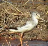 Rise in waterbird count recorded in kerala's capital  