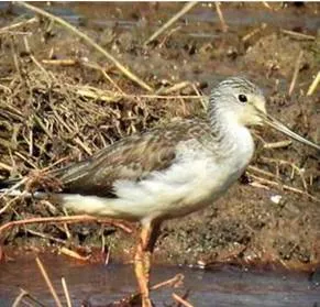 Rise in waterbird count recorded in kerala's capital  