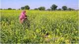 Ban on gm mustard harms indian farmers  supreme court must choose science over ideology
