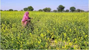 Ban on gm mustard harms indian farmers  supreme court must choose science over ideology