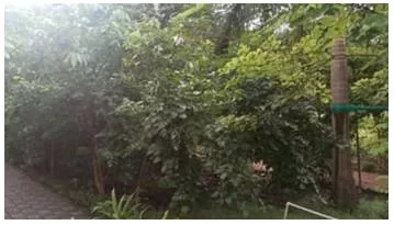 A mini forest boom is taking over mumbai  it’s called miyawaki  delhi is rushing in too