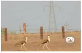 Easing an albatross off the neck of great indian bustard