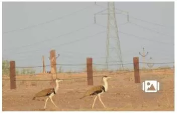Easing an albatross off the neck of great indian bustard