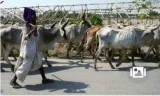 94% acquittal rate under haryana’s cow slaughter law in muslim dominated nuh