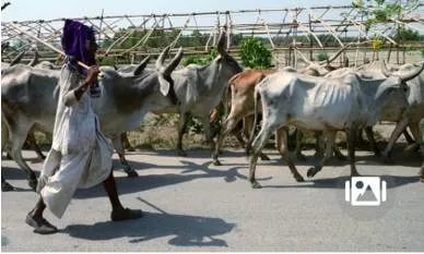 94% acquittal rate under haryana’s cow slaughter law in muslim dominated nuh