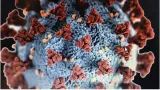 No new covid 19 variants emerged during latest outbreak in china  says study in the lancet