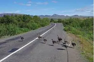 Traversed - Travel across or through.