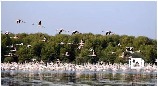 Bullet train project tunnel to bypass mangroves will raise cost to ₹10 000 crore