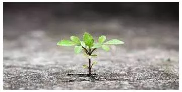 Flourish meaning