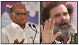 Rahul gandhi was ridiculed but he didn’t stop  sharad pawar’s praise