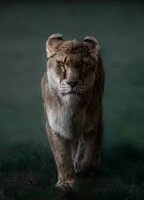 Fierce - Having or displaying an intense or ferocious aggressiveness.