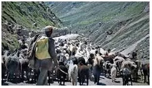 Pastoralist meaning