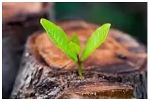 Emerges - Move out of or away from something and become visible.