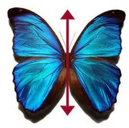 Bilateral - Having or relating to two sides; affecting both sides.