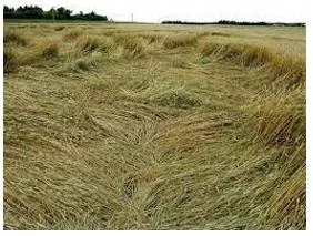 Lodged - Flattened by wind or rain.