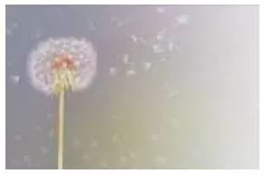 Delicate meaning