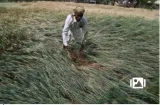 Hailstorm  unseasonal rain damage crops in three states