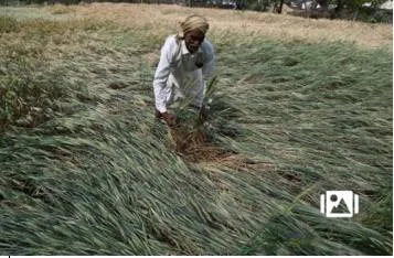 Hailstorm  unseasonal rain damage crops in three states