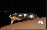 Long lost moth species caught on camera in t n  forest