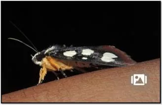 Long lost moth species caught on camera in t n  forest