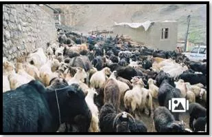 Antibiotic drugs administered on livestock cut carbon in soil and affect climate  says iisc study