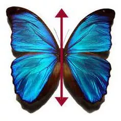 Bilateral meaning