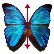 Bilateral meaning
