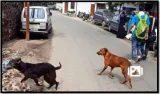 Two siblings killed in three days in suspected stray dog attacks near vasant kunj