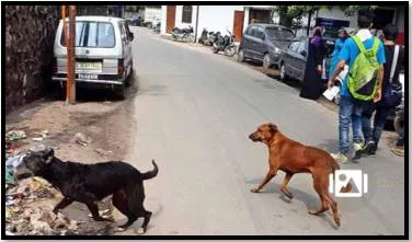 Two siblings killed in three days in suspected stray dog attacks near vasant kunj
