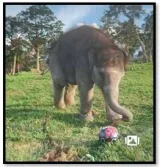 Madras hc’s connection with ammu from ‘the elephant whisperers’