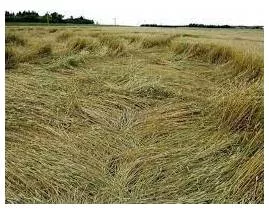 Lodged - Flattened by wind or rain.