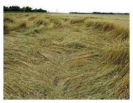 Lodged - Flattened by wind or rain.