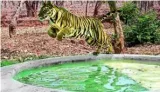 Besides tourism  pay attention to conserving higher tiger numbers