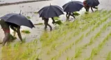 Normal monsoon rainfall could spur economic growth  help bring down food price inflation