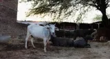 India readies pandemic response plan to fight outbreaks in animals