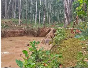 Forest officials rescue four wild elephants stuck in pond near sullia in karnataka