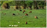 Army may build bailey bridges in kaziranga to protect rhino’s domain