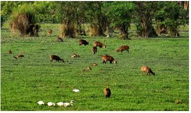Army may build bailey bridges in kaziranga to protect rhino’s domain