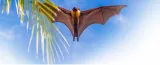 Batting for bats  kerala institute strives to dispel myths