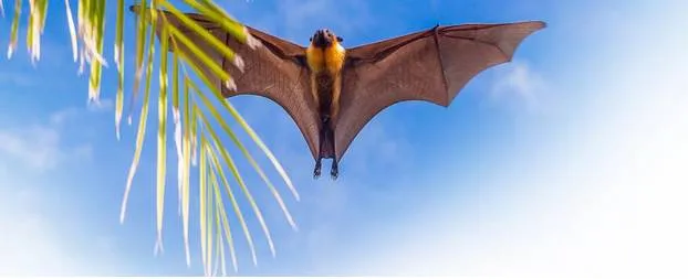 Batting for bats  kerala institute strives to dispel myths