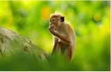 Conservationists in sri lanka slam plan to export monkeys to china
