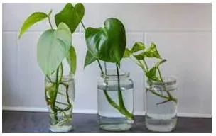 Propagated - Spread and promote (an idea, theory, etc.) widely.