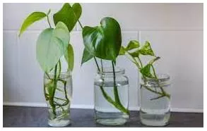 Propagated - Spread and promote (an idea, theory, etc.) widely.