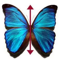 Bilateral - Having or relating to two sides; affecting both sides.